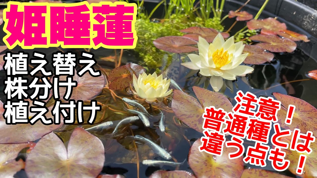 普通種とは違う！姫睡蓮の植え付け、植え替え、株分け方法！メダカ睡蓮ビオトープ