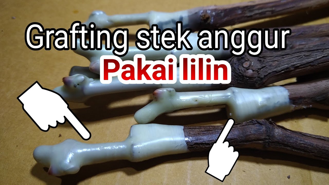 Grafting stek anggur pakai lilin - grafting wax grape