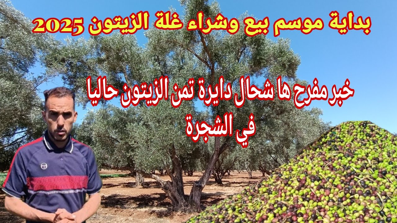 بداية موس بيع وشراء غلة الزيتون من الضيعات موسم 2025وكم تمن الشراء حاليا
