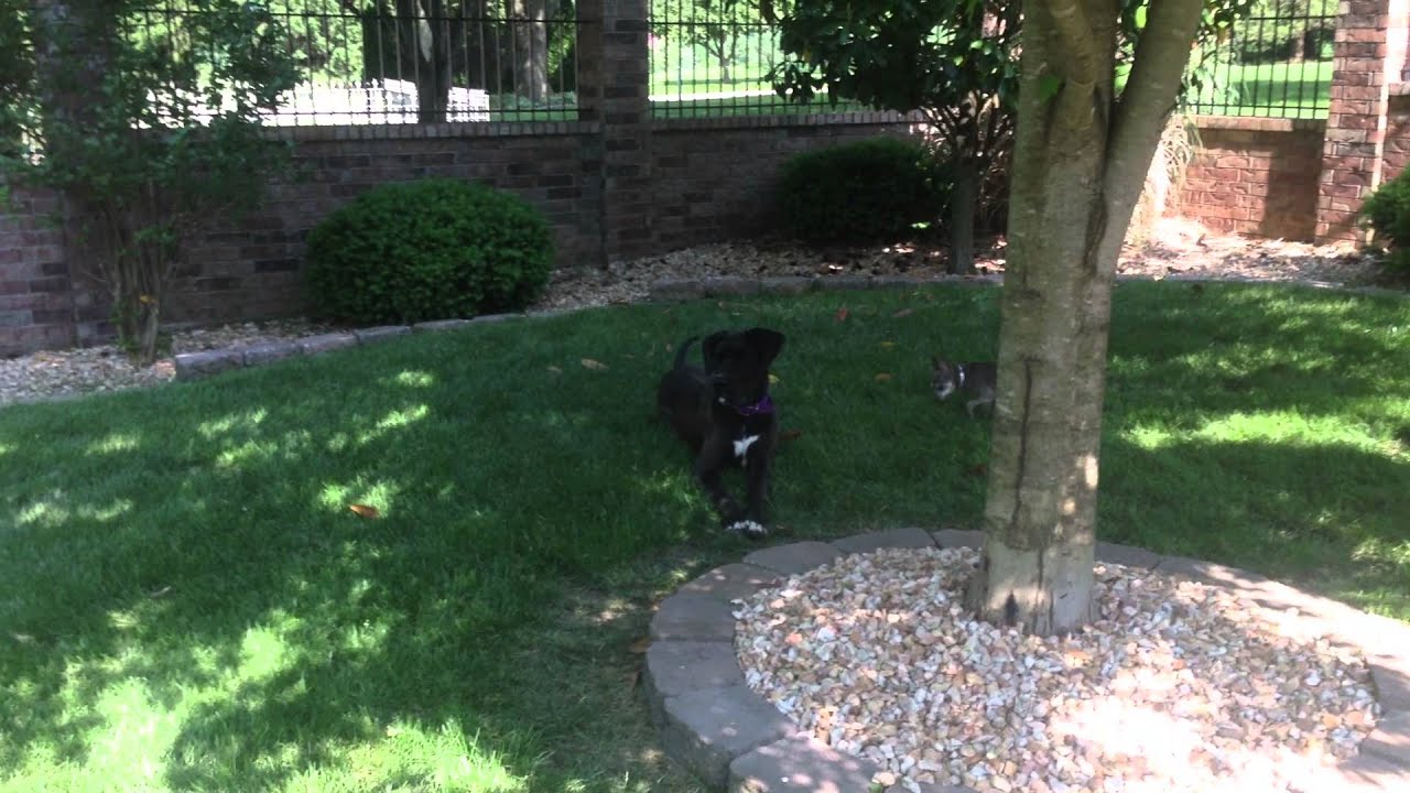 Robert O'Block's Chihuahua's Playing with the Big Dogs