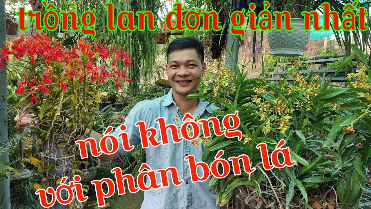Mùa hoa tháng 5 khoe sắc rực rỡ, cách trồng lan đơn giản nhất