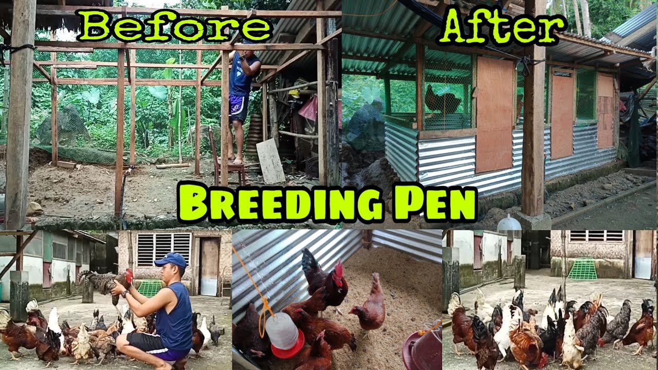 PAANO GUMAWA NG BREEDING PEN PARA SA ATING MANOKAN | MAGKANO? | FREE RANGE CHICKEN | CHICKEN COOP