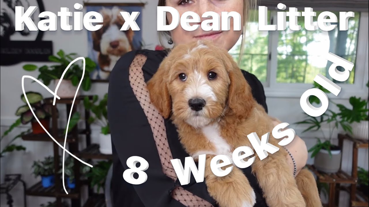 Mini/Medium Goldendoodle Breeder | Katie X Dean Litter | 8 weeks old | Silver Creek Goldendoodles