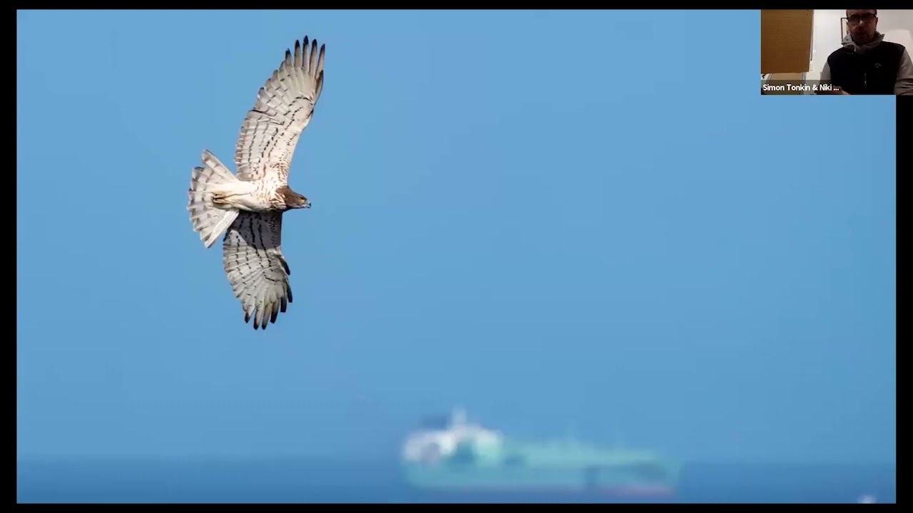 Naturetrek Roadshow: Avian Migration along the East Atlantic Flyway (Spain)