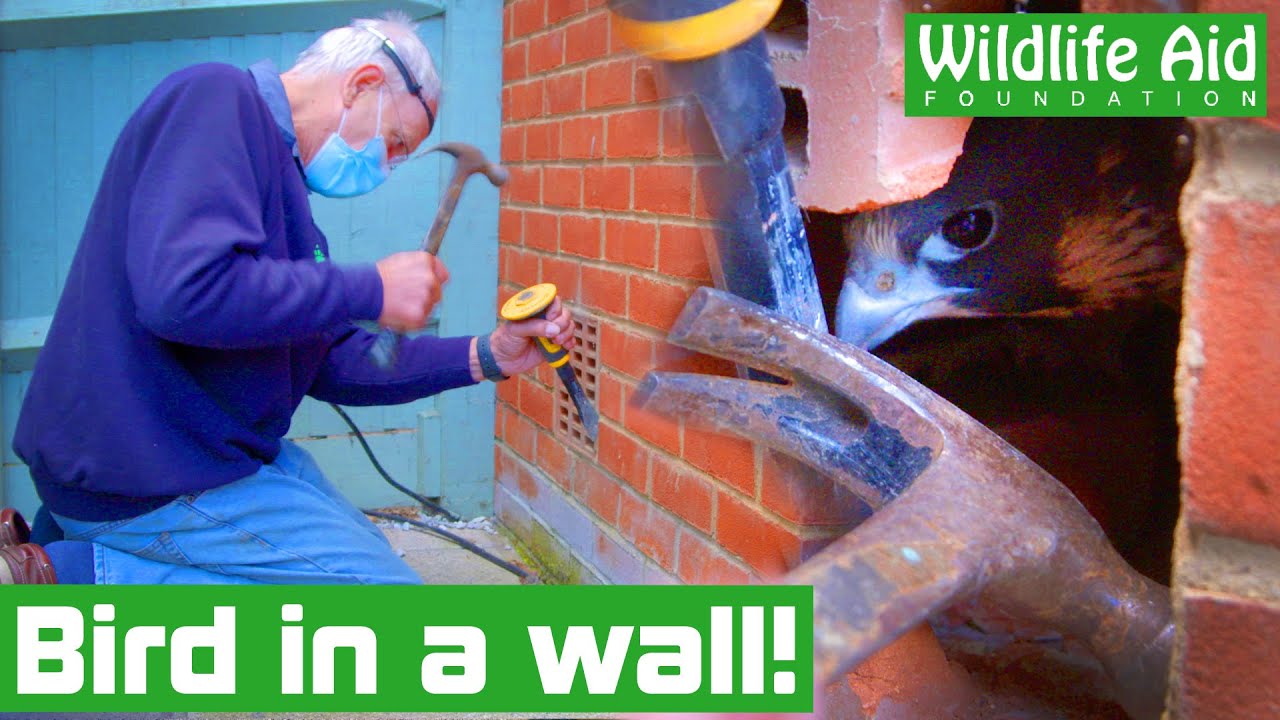 World's FASTEST BIRD gets stuck in a WALL!