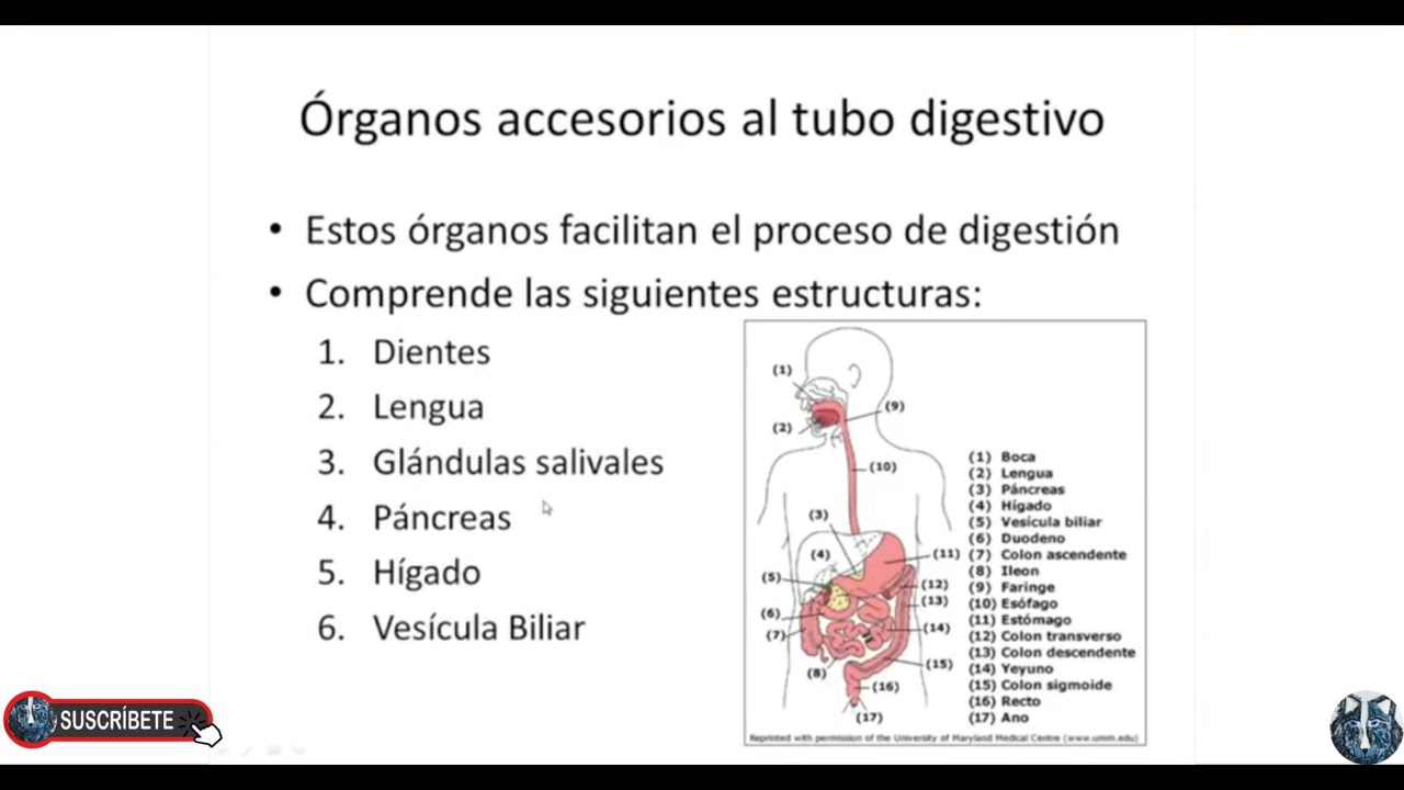 Órganos Accesorios al Tubo Digestivo - Apoyo esencial en la digestión