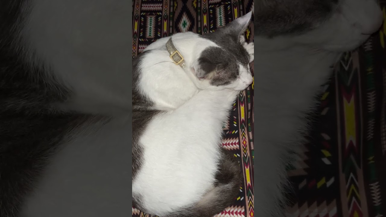 Sleepyhead Cloud 😴 #whitehreycat #cowcat #puspins #cat #sleepincat