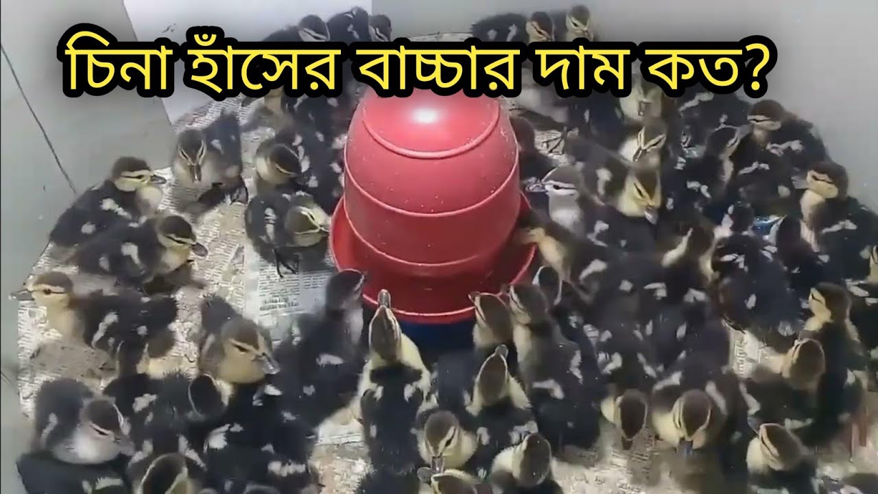 চিনা হাঁসের বাচ্চার দাম কত | চিনা হাঁসের বাচ্চা কোথায় পাওয়া যায় | চিনা হাঁস পালন | চিনা হাঁস