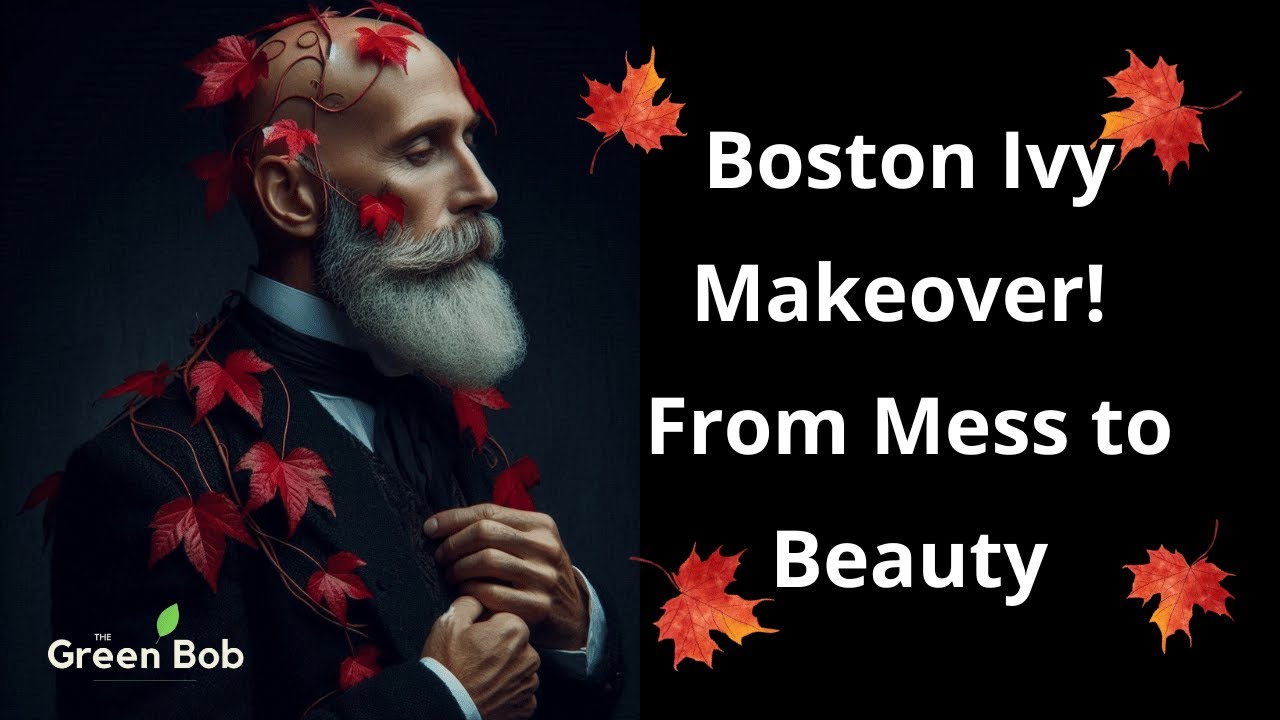 Reviving a Parthenocissus Tricuspidata | Cleaning, Repotting & Styling a Boston Ivy Bonsai