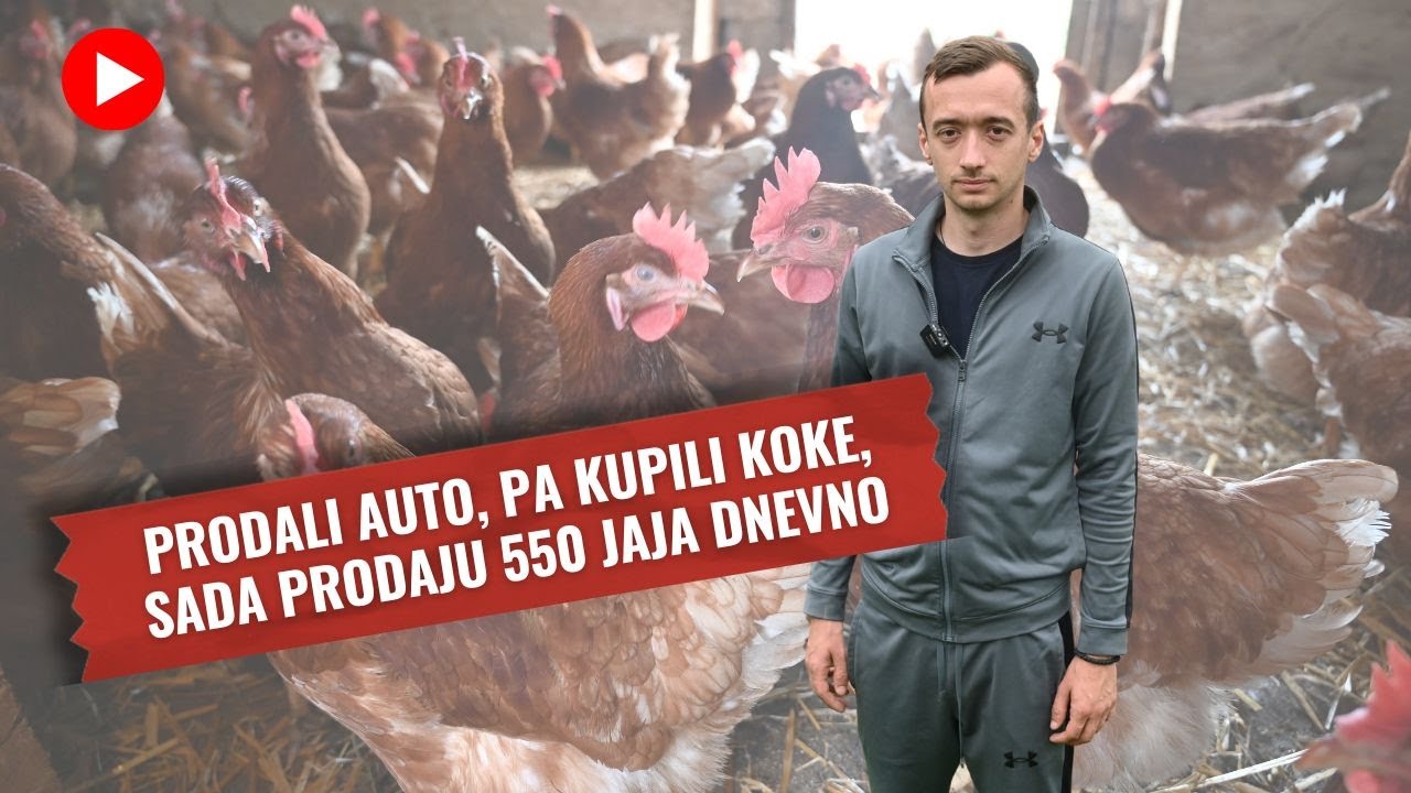 Životna priča: Prodali auto, pa kupili koke, sad prodaju 550 jaja dnevno