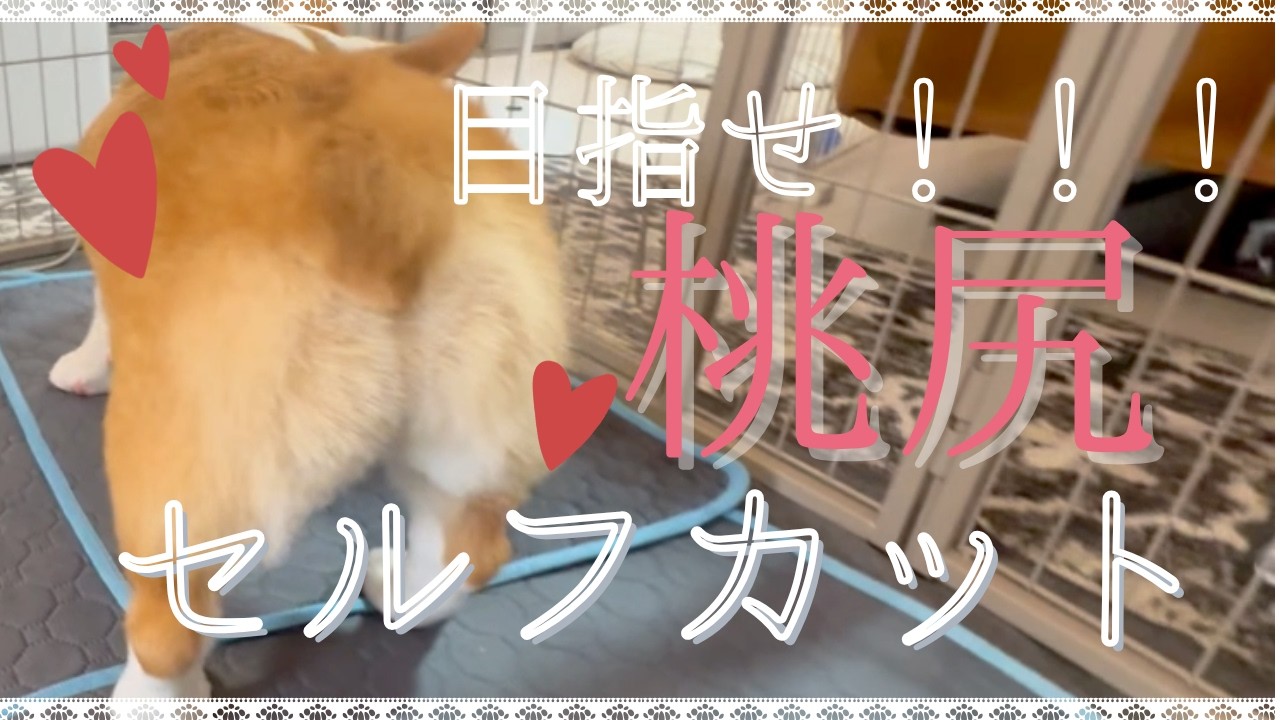 コーギーのセルフお尻カット！！！！こりゃ専用ハサミが欲しくなるWWWWW