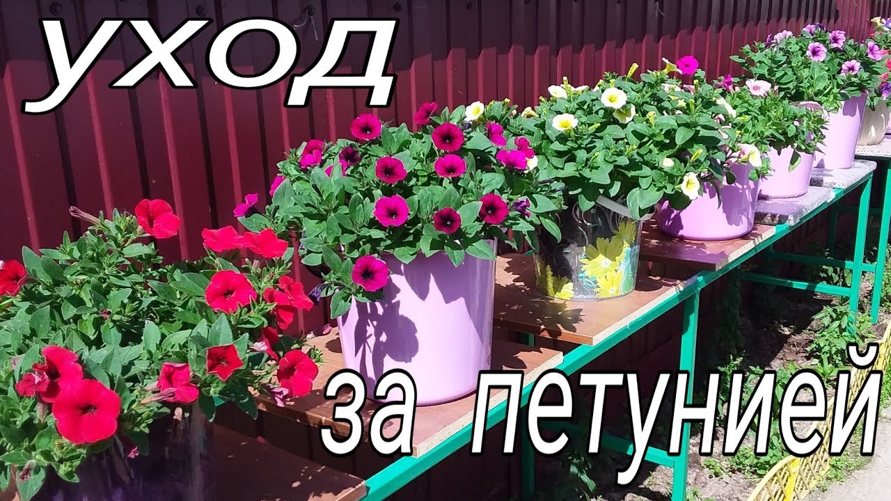 Уход за петунией💐