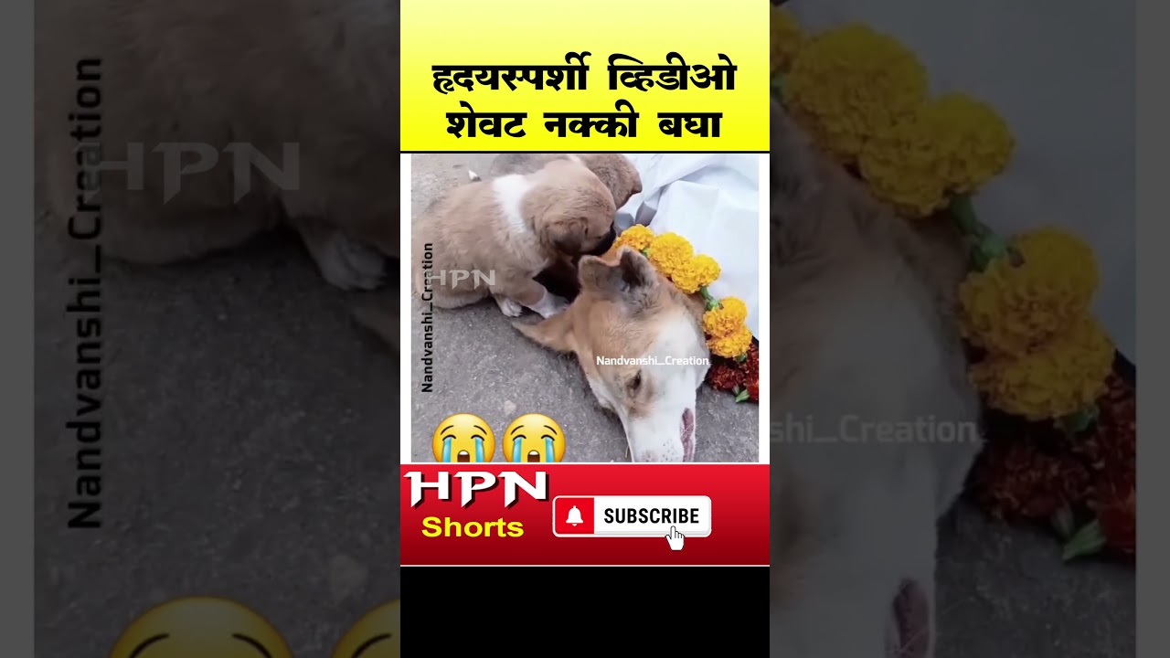 हृदयस्पर्शी व्हिडीओ | HPN MARATHI NEWS #short #shorts #shortvideo #shortsvideo #shortsfeed