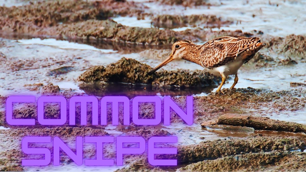 The Mysterious Drumming of the Common Snipe – Nature’s Hidden Musician