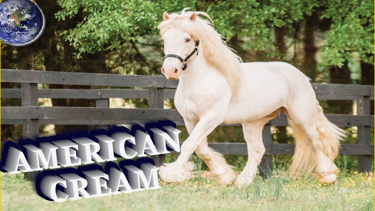 TOP Beautiful American Cream Draft Horse in the World!