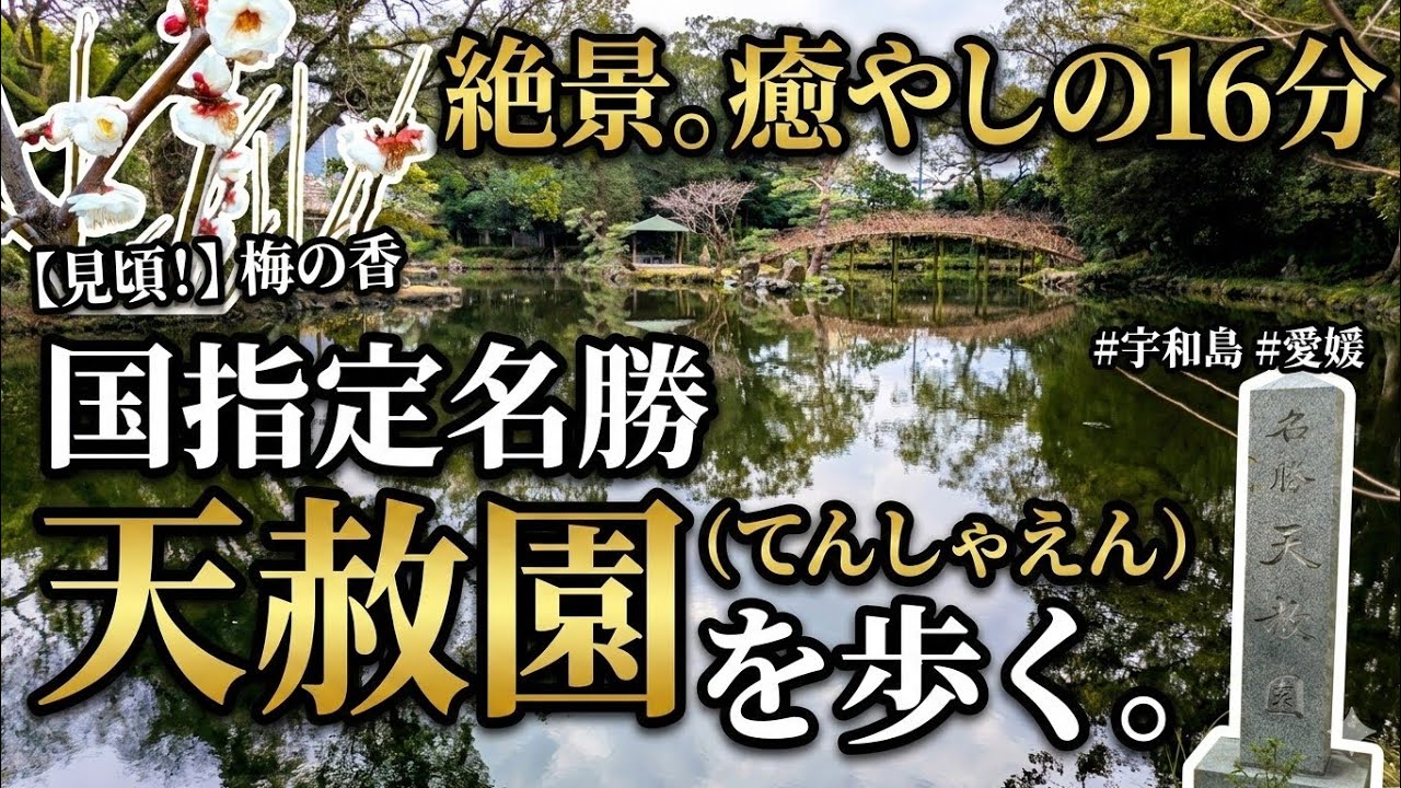 【愛媛県宇和島市】伊達家ゆかりの名勝「天赦園」を歩く16分の癒やし散策動画｜第7代藩主・伊達宗紀公が愛した池泉回遊式庭園と美しい梅の花をお届け