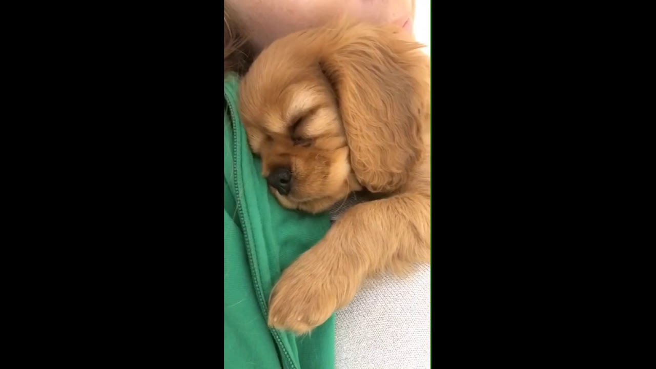 Ruby Cavalier King Charles Spaniel Puppy Cute 💛