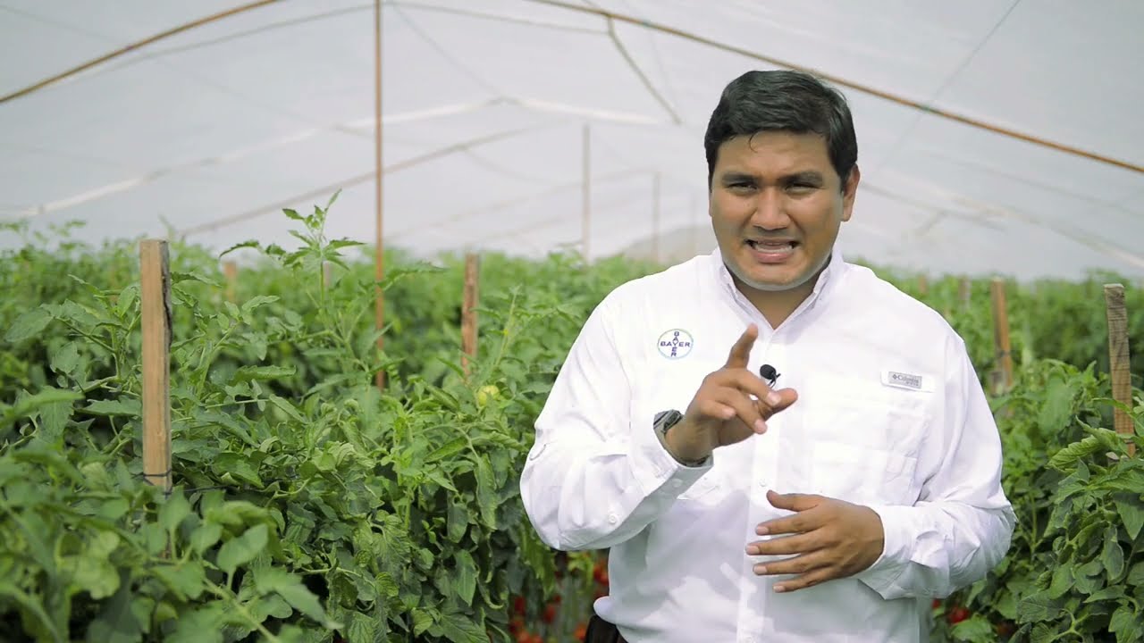 Aprende a controlar Enfermedades Foliares con este programa fitosanitario| Agro Bayer Centroamérica