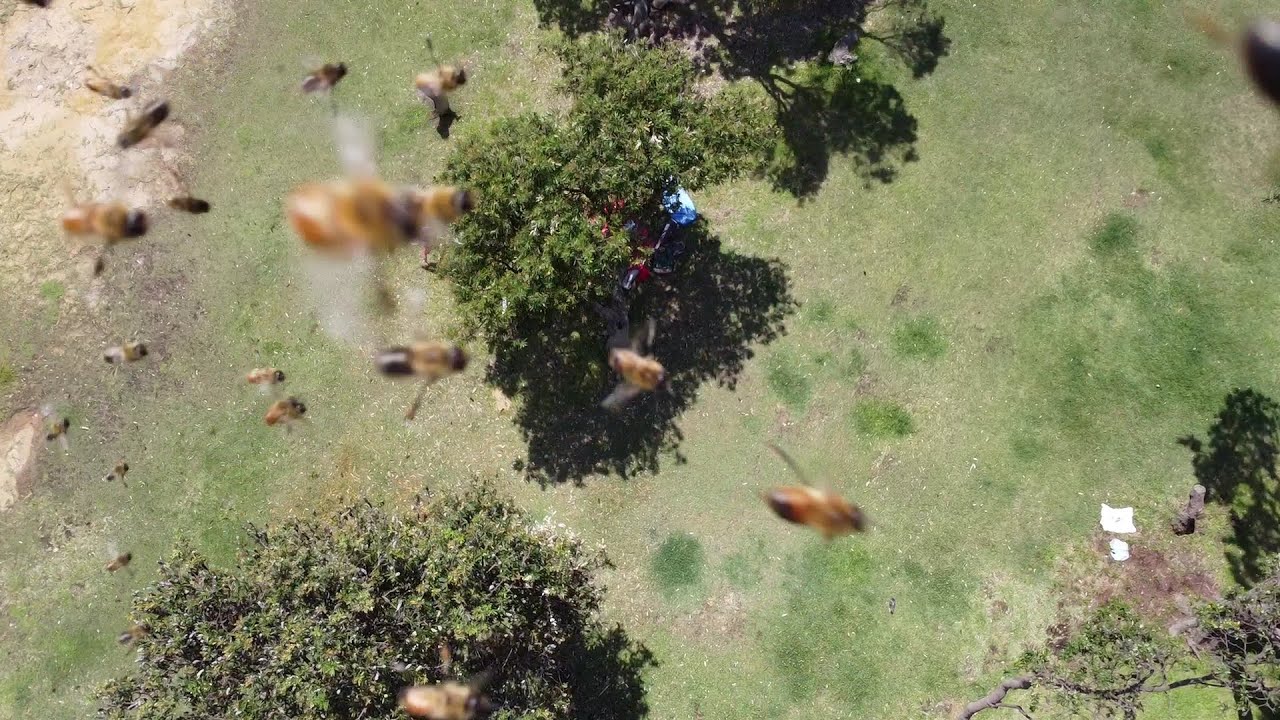 Drone Attacked By Bees