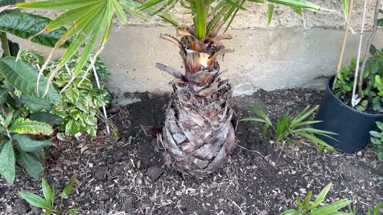 Washingtonia Robusta ausgepflanzt - Neues Experiment