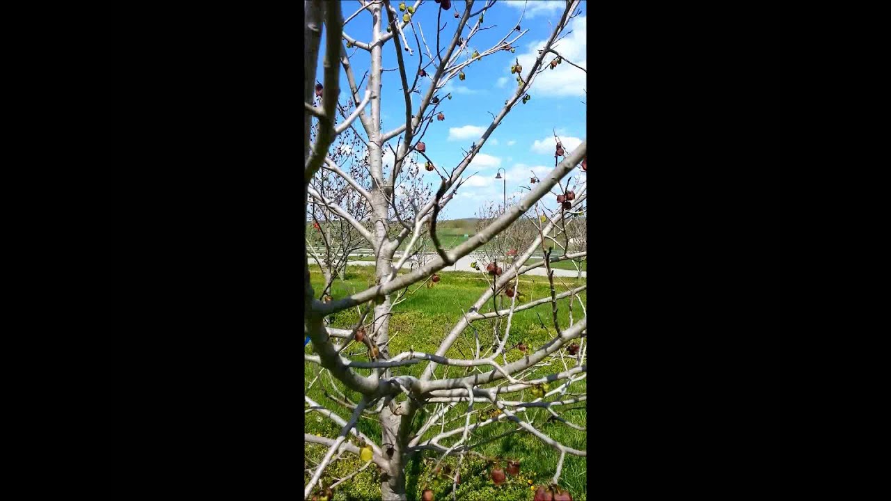 hand pollinating pawpaws