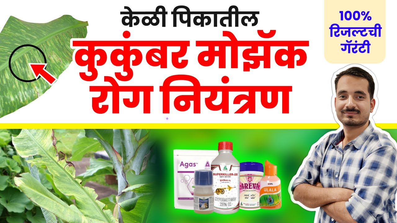 केळी कुकुंबर मोझॅक वायरस नियंत्रण (CMV) | Cucumber mosaic virus banana | #banana #cmv #farming
