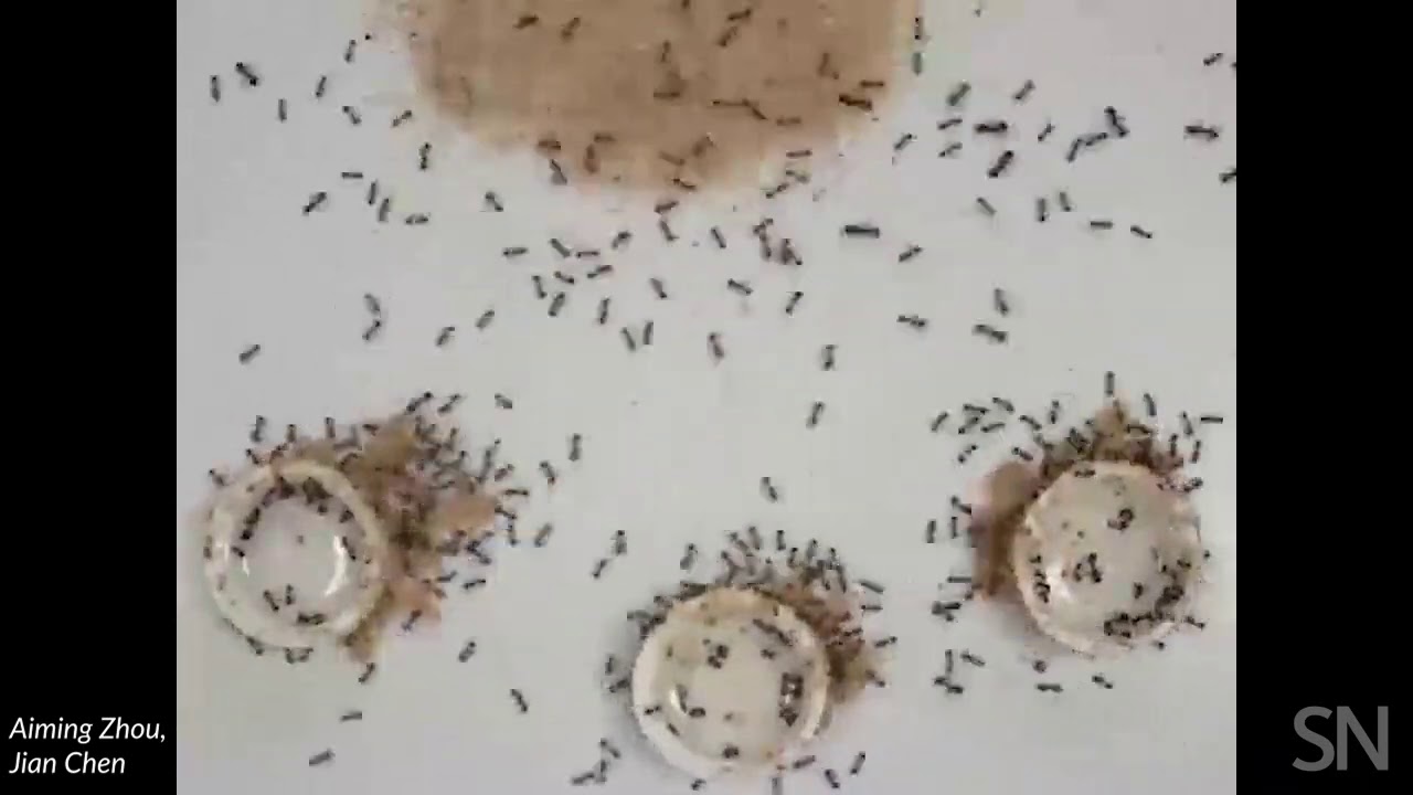 Watch fire ants build syphons made of sand | Science News