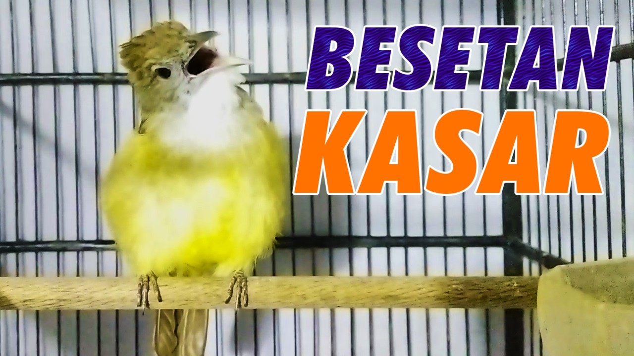 MASTERAN CUCAK JENGGOT GACOR FULL TEMBAKAN SUPER KASAR COCOK UNTUK MURAI BATU