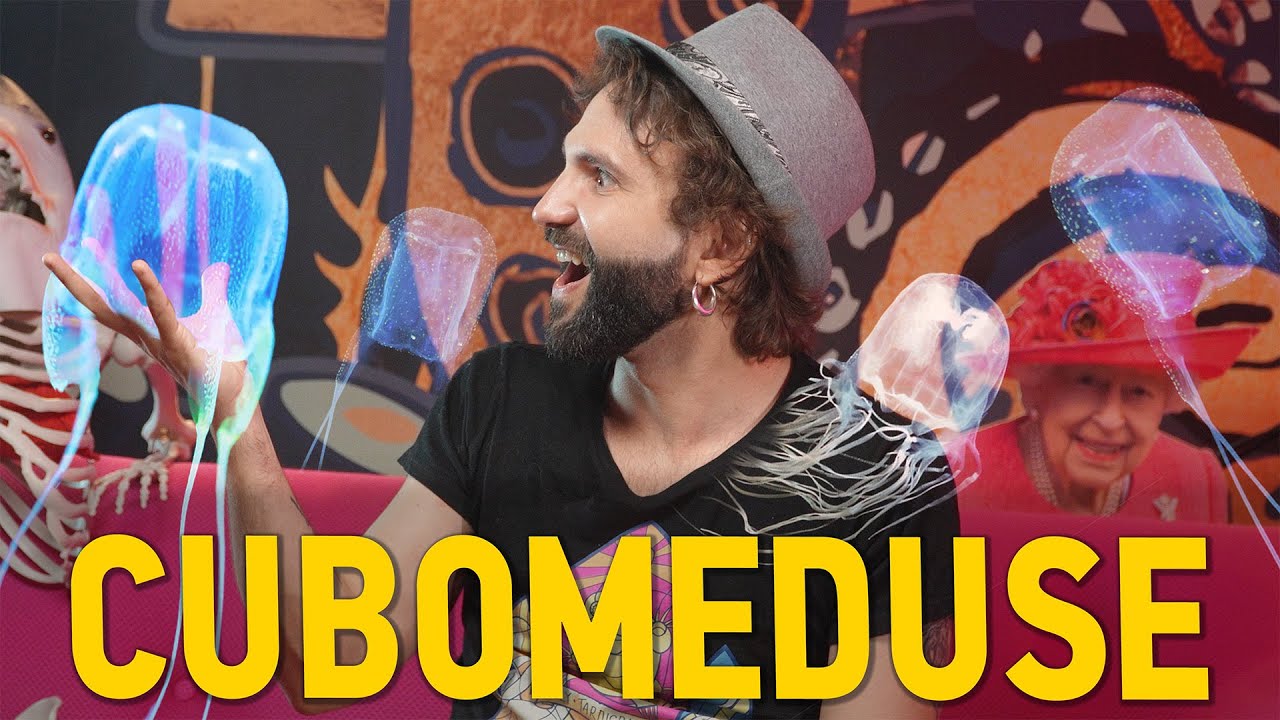CUBOMEDUSA