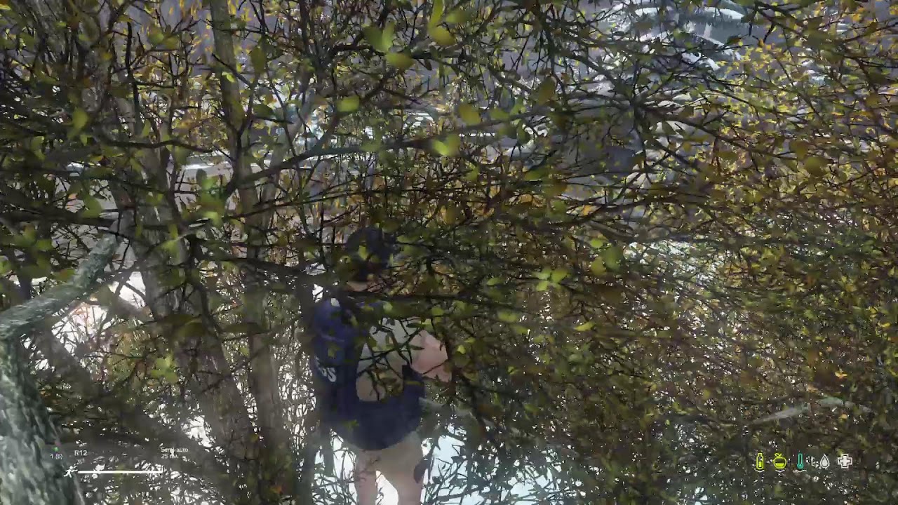 Dayz
