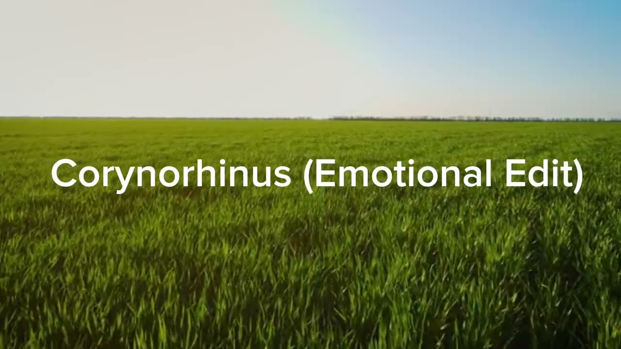 	Corynorhinus (Emotional Version Edit) | Batman Begins OST | Hans Zimmer & James Newton Howard
