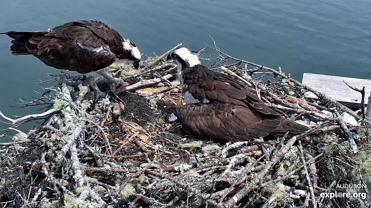 Skiff delivers a Herring Snack just in between Meals - Audubon Boathouse Nest/explore.org 2024 06 18