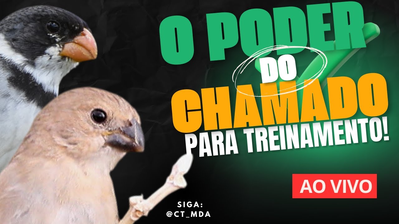 Fêmea de Golinha Chamando para Esquentar Seu Golinha! Assista e Potencialize o Canto do Seu Golinha!