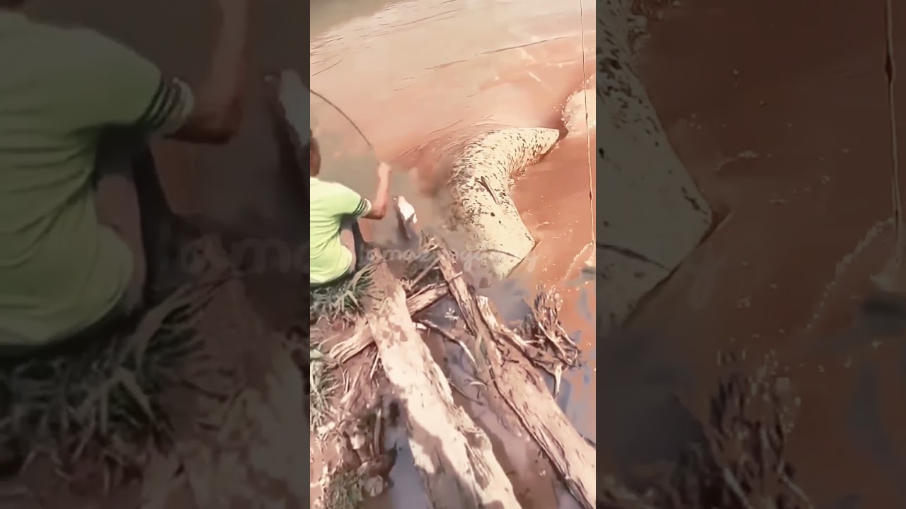 MANCING DI AIR KERUH DAPAT IKAN BESAR #amazing #fishing #fayzfishingadventure #shortvideo #fish