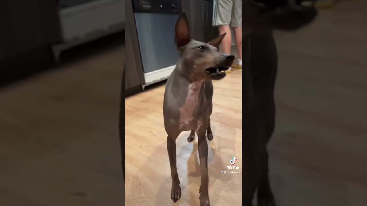 American Hairless Terrier Shampaw Treat Balance on Nose Training Montage