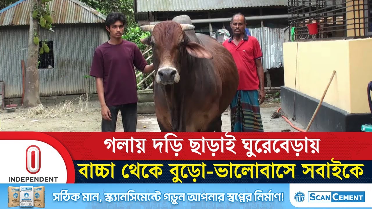 এক গরু আদর ভালোবাসায় মাতিয়ে রেখেছে পুরো গ্রাম | Eid 2025 | Independent TV