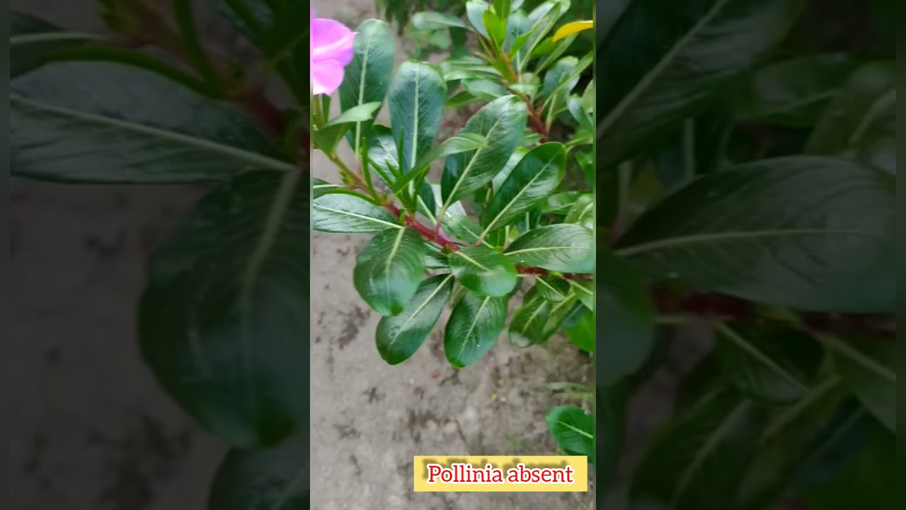 Apocynaceae Family - Learn Taxonomy with Fun❤️