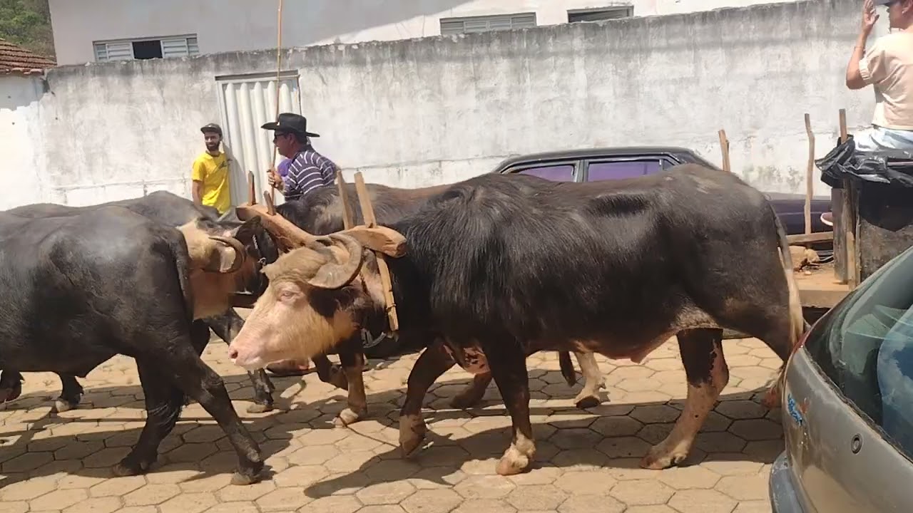 passeata de carro de boi