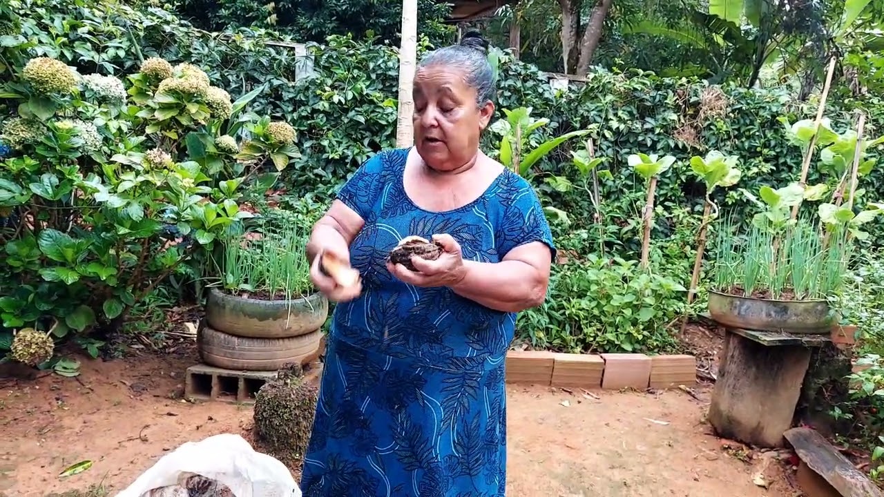 Aqui nada se perde: abrindo a cutia para preparar o tradicional sabão de cutia.”
