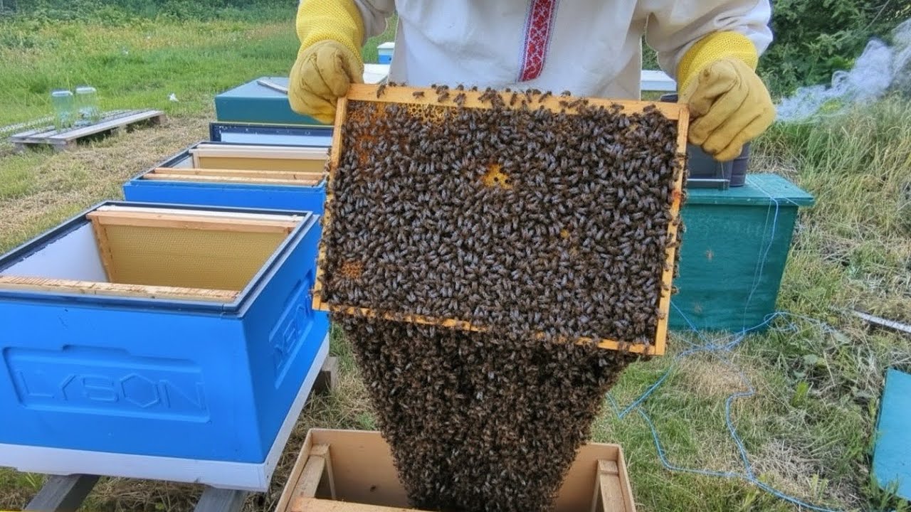 Caught THREE free swarms at once. The traps are rattling. The wasps have settled in the trap!