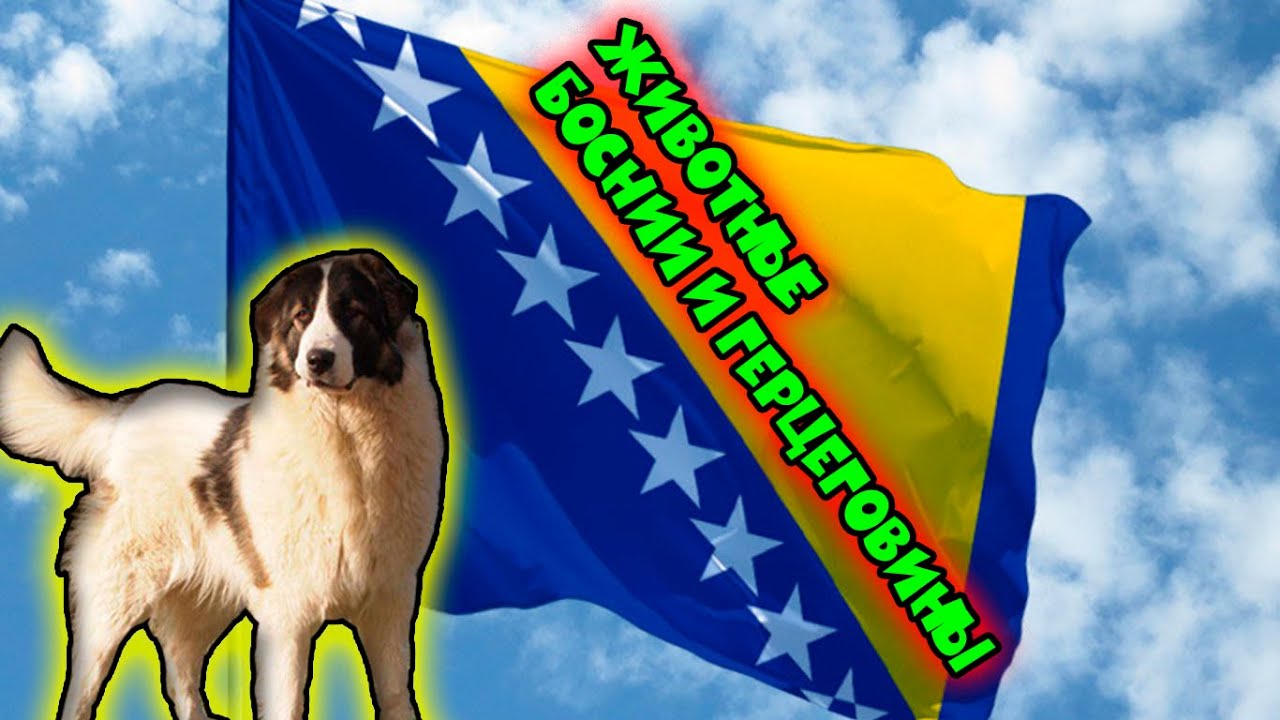 Животные Боснии и Герцеговины / Animals of Bosnia and Herzegovina