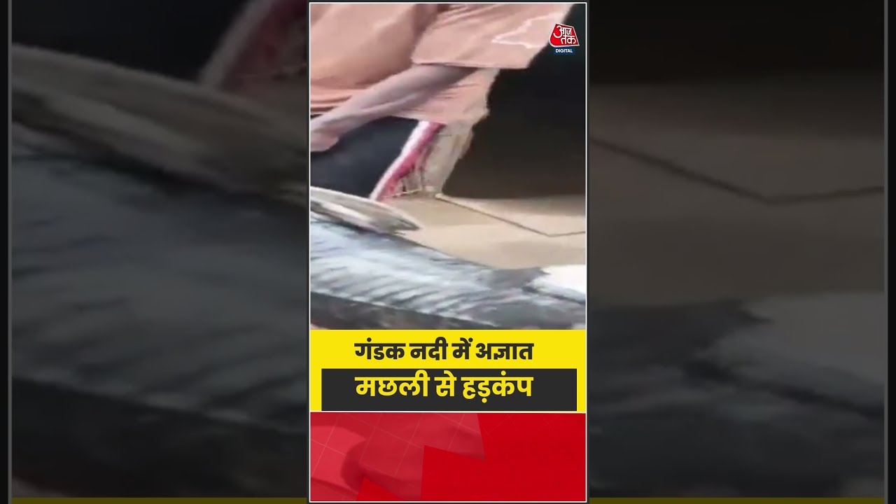 Unknown fish found in Gandak river after flood in Nepal #shorts #nepal #bihar #viral #aajtak