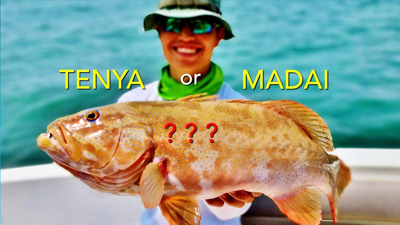 Conclusion of the 4 Bottom Fishing Methods in Singapore - Ep. 16
