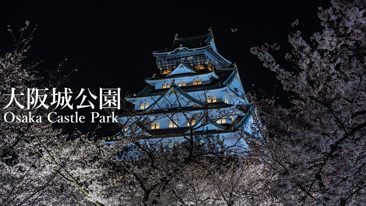 大阪城公園の桜が満開 2023 Osaka Walk - Cherry Blossoms in Osaka Castle Park 4K HDR Japan