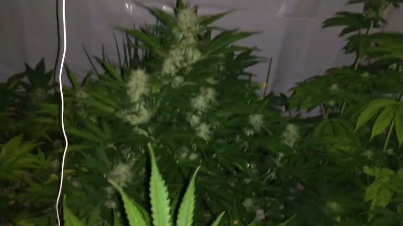 GHOST HULK x BRUCE BANNER AUTOs - NUCLEAR DAWN GENETICS