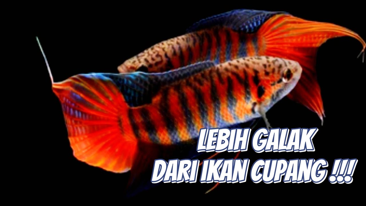 Ikan Ini Sudah Dipelihara Sejak Tahun 1800-an! Kenalan sama Paradise Fish.