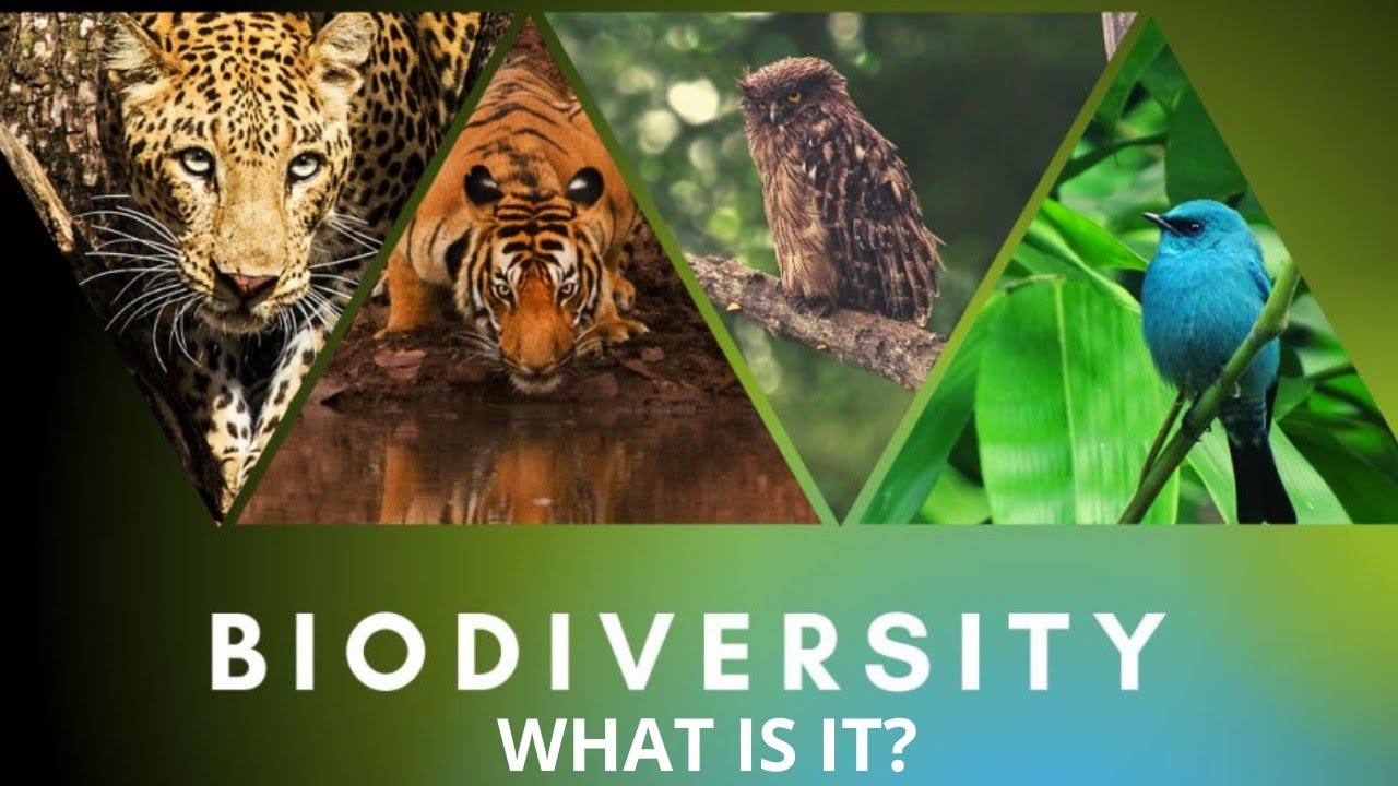 International  Day for Biological Diversity 2022 Theme l What is Biodiversity?Types of Biodiversity