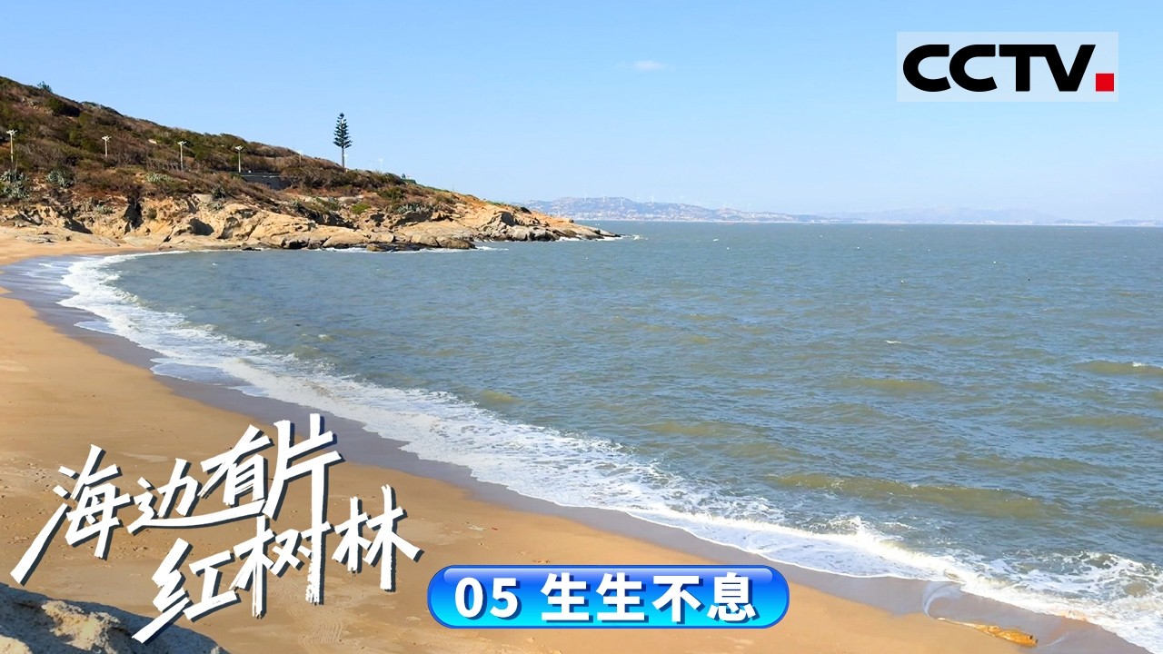 《海边有片红树林》05 生生不息：在妈祖的故乡有一片红树林 它们即将承担起一个重要的使命【CCTV纪录】