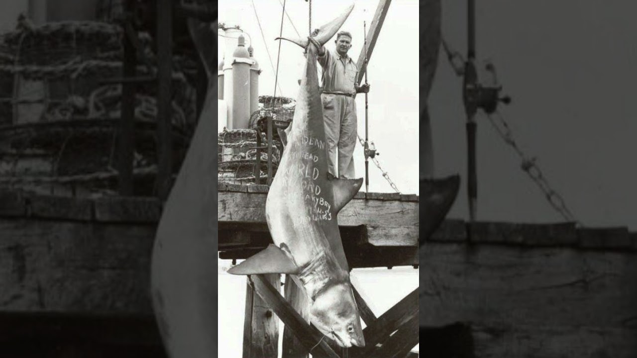 A Great White Shark - The Biggest Catch Record🐬 | Fishing