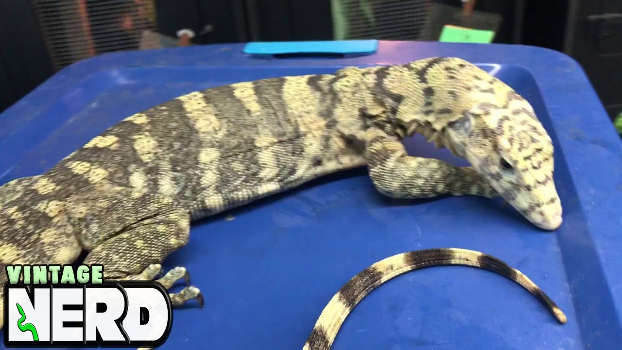 One of our lovely Sulpher Water Monitors